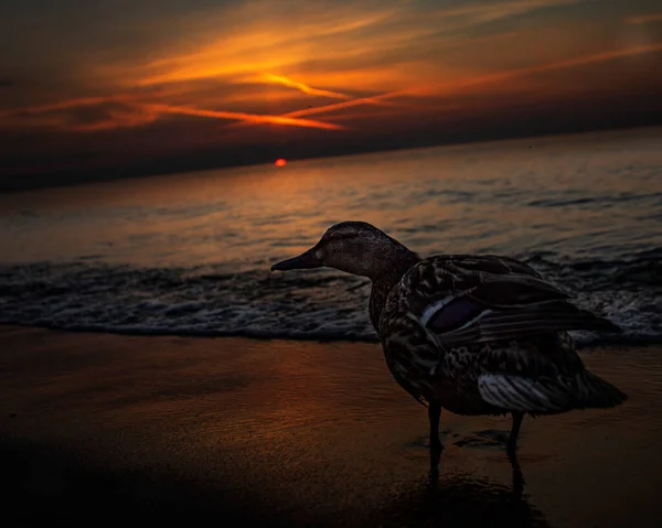 Primer Plano Hermoso Pato Mallardo Lindo Una Playa Arena Del — Foto de Stock