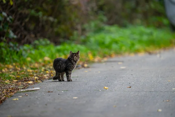 길에서 길잃은 외로운 고양이의 뒷모습 — 스톡 사진