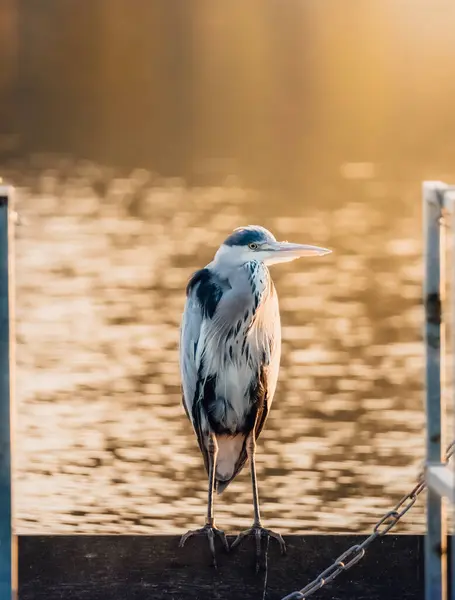 Vertikal Bild Häger Uppe Träyta Nära Sjö Vid Solnedgången — Stockfoto