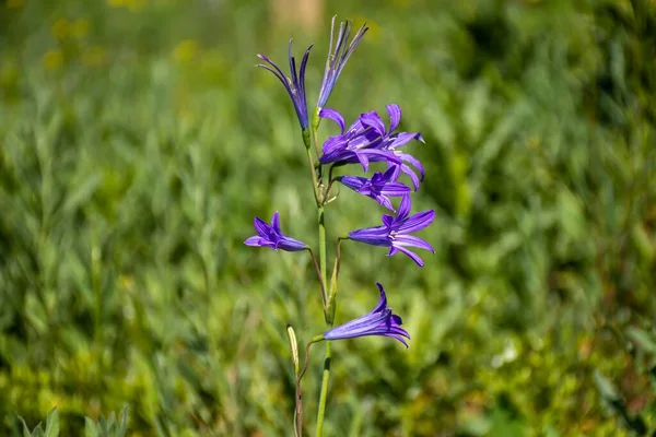 緑色の草に対して紫色のアマリル科の選択的焦点ショット — ストック写真