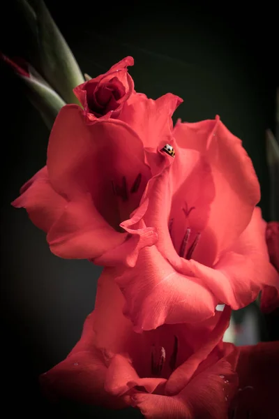 Vertikal Bild Vackra Levande Rosa Blommor Som Växer Trädgård Med — Stockfoto