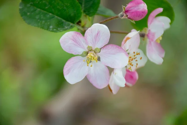 Μια Επιλεκτική Φωτογραφία Άνθη Μήλου Ένα Δέντρο — Φωτογραφία Αρχείου