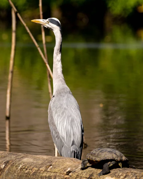 Een Verticaal Schot Van Grijze Reiger Een Schildpad Aan Kust — Stockfoto