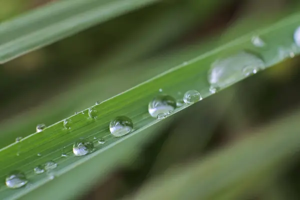 多くの水がそれに落ちると緑の草のクローズアップショット — ストック写真