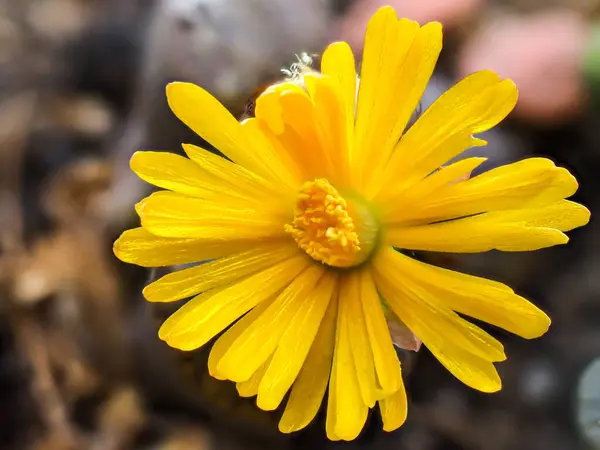 Selektywne Ujęcie Ostrości Żółtej Rośliny Kwitnącej Nagietka Rosnącej Gadzie — Zdjęcie stockowe