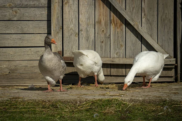 Detailní Záběr Hus Hledajících Potravu Před Stodolou — Stock fotografie