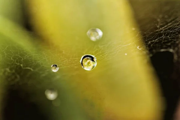 Closeup Small Water Droplets Caught Spider Web Blurred Greenery Background — Stock Photo, Image