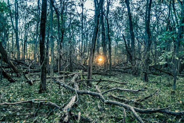 Floresta Cheia Árvores Altas Perto Costa Lago Springfield Illinois — Fotografia de Stock