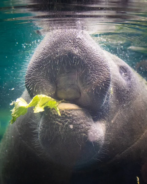 Ein Senkrechter Schuss Sirenischer Seekühe Wasser — Stockfoto