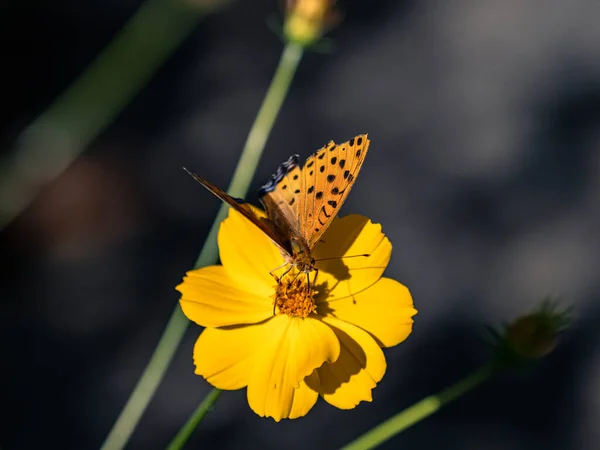 Makroaufnahme Eines Tropischen Fritillariums Auf Einer Kosmosblume Izumi Forest Park — Stockfoto