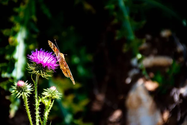 Ein Kleiner Schmetterling Sitzt Auf Einer Wachsenden Distel — Stockfoto