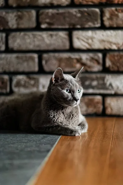 一张俄罗斯蓝猫躺在地板上的垂直照片 背景模糊不清 — 图库照片