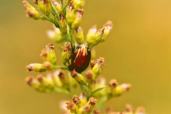 Gros Plan Une Belle Plante Avec Petites Fleurs Non Ouvertes — Photo