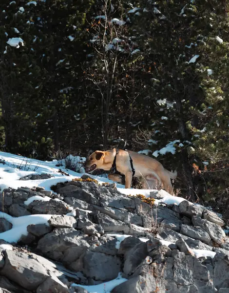 Dog Climbing Snow Covered Rocks Forest Alberta Canada — Stock Photo, Image