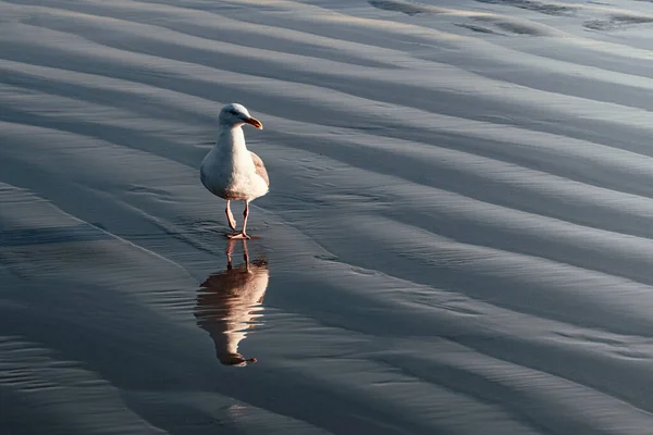 Closeup Shot Seagull Walking Shore Its Reflection Surface — Stock Photo, Image