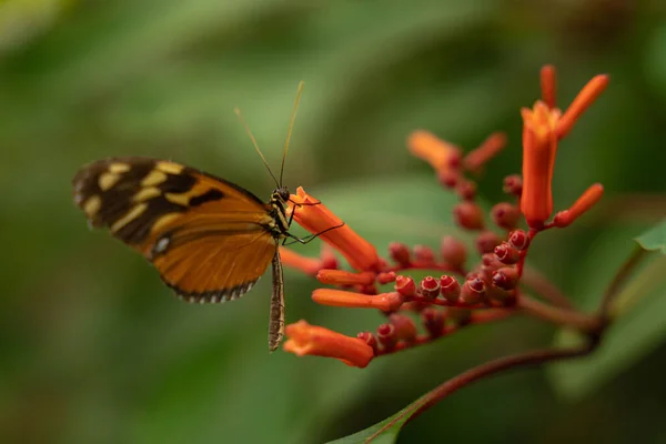 Kırmızı Bir Çiçekte Bir Kelebeğin Yakın Çekimi — Stok fotoğraf