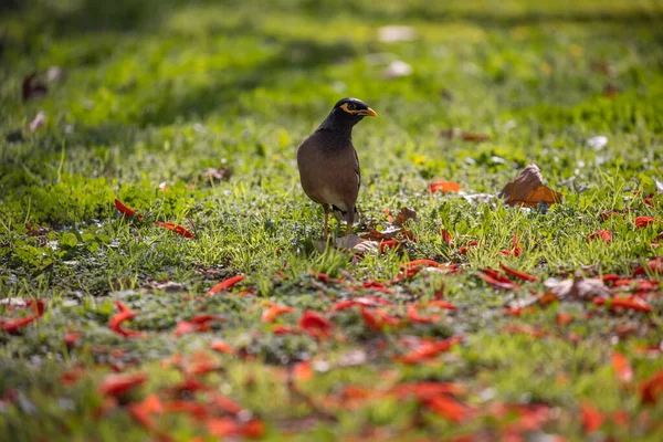 麦纳鸟在田野草地上的美丽景色 — 图库照片