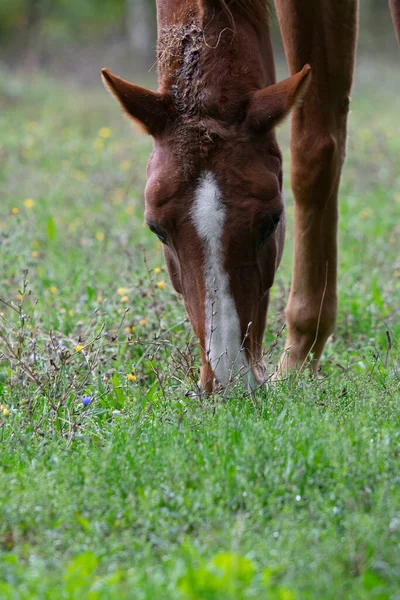 在模糊的背景下 一匹棕色的马在田里吃草的垂直镜头 — 图库照片