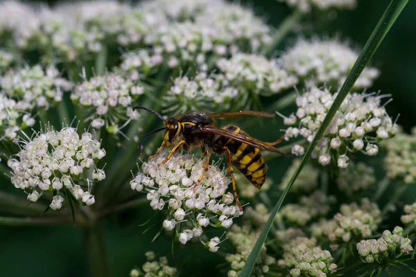 Primer Plano Una Abeja Sobre Una Flor Blanca Jardín —  Fotos de Stock