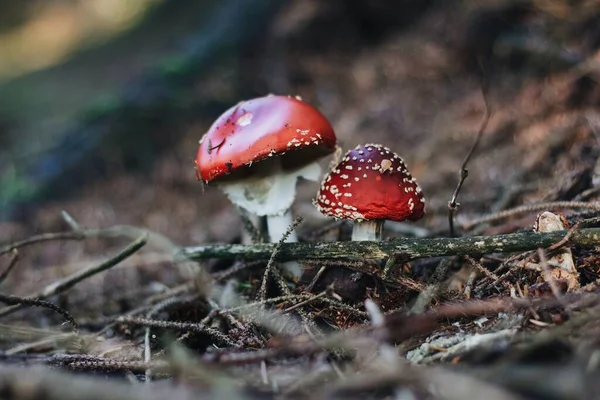 Encantadores Cogumelos Amanita Que Crescem Floresta — Fotografia de Stock