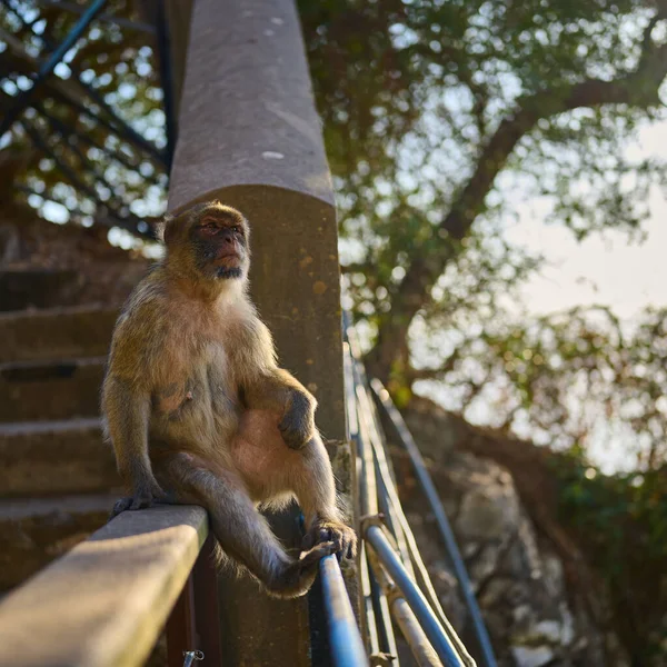 Closeup Shot Cute Brown Macaque Monkey Sitting Fence — Stock Photo, Image