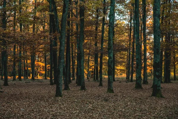 Hustý Les Stromy Podzim — Stock fotografie
