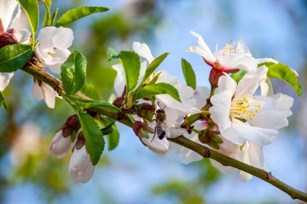 Tiro Foco Seletivo Flores Cerejeira Uma Árvore — Fotografia de Stock