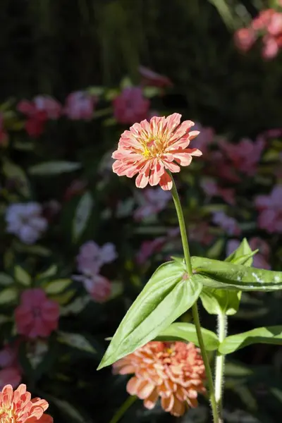 Selektivní Ostření Záběr Kvetoucí Zinnia Květ Zahradě — Stock fotografie