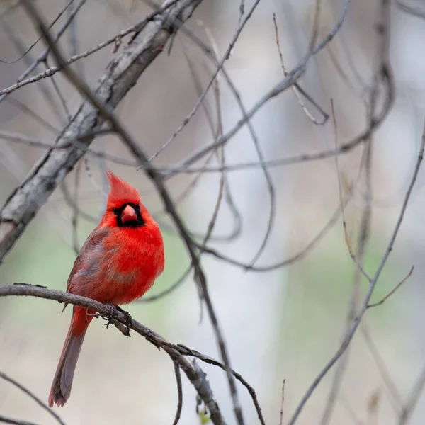 Cardenal Rojo Del Norte Encaramado Una Rama Árbol Desnudo — Foto de Stock