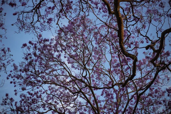 Low Angle Shot Flowering Tree Branches Blue Sky Australia Brisbane — Stock Photo, Image
