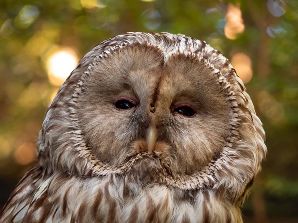Portrait Cute Owl — Stock Photo, Image