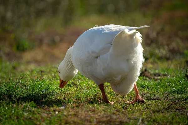 Egy Közeli Kép Egy Libáról Amint Mezőn Fosztogat — Stock Fotó