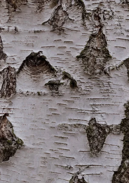 Вертикальний Знімок Текстури Кори Старого Дерева Лісі — стокове фото