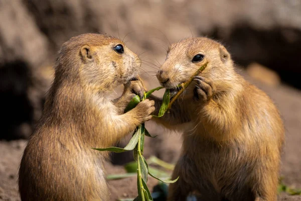 Gros Plan Couple Chiens Prairie Mignons Mangeant Une Tige Plante — Photo