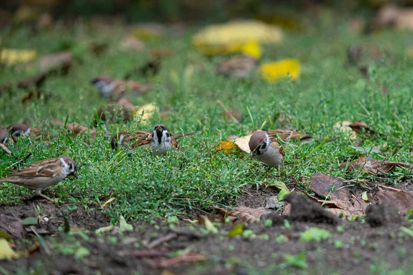 귀여운 참새들이 들판을 — 스톡 사진