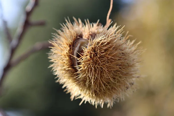 Selective Focus Shot Chestnut Hedgehog Hanging Tree — Stock Photo, Image