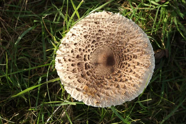 Horní Pohled Houbu Slunečníku Rostoucí Zelené Louce — Stock fotografie