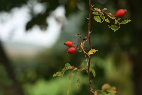 Färska Röda Rosenhöfter Skogen Busken — Stockfoto
