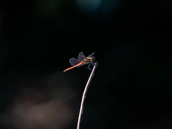 Closeup Autumn Darter Dragonfly Dark Background Yoyogi Park Tokyo — Stock Photo, Image