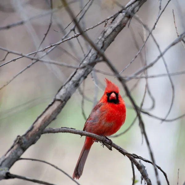 Cardinal Roșu Din Nord Cocoțat Ramură Goală Copac — Fotografie, imagine de stoc