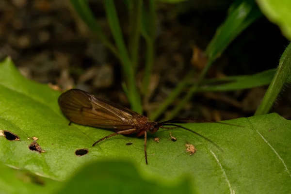 Primer Plano Caddisfly Una Hoja — Foto de Stock