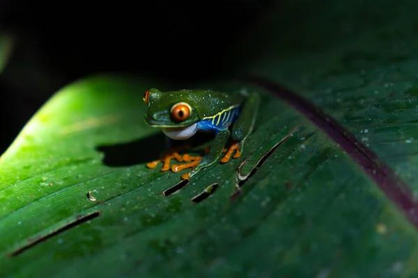 Tiro Close Sapo Colorido Costa Rica Folha — Fotografia de Stock