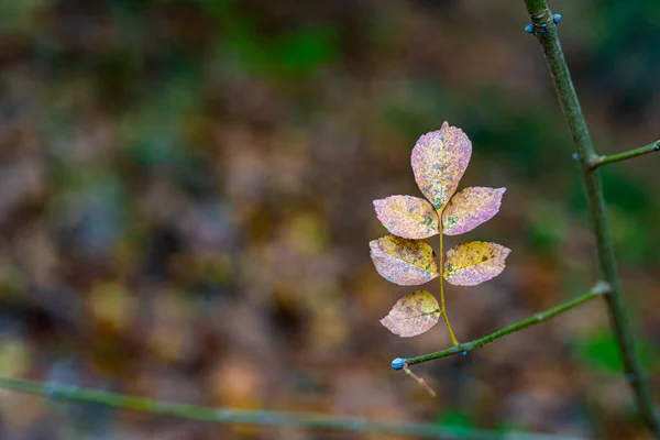 Ένα Ρηχό Πλάνο Εστίασης Ενός Κλαδιού Φθινοπωρινά Φύλλα — Φωτογραφία Αρχείου