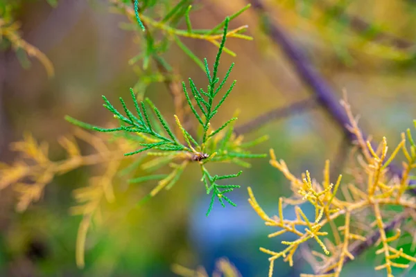 緑と黄色のジュニパーの木の枝の閉鎖 — ストック写真