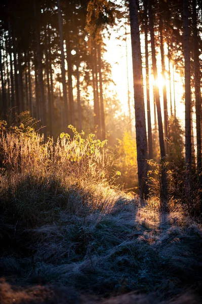 Die Sonne Dringt Durch Die Bäume Wald — Stockfoto