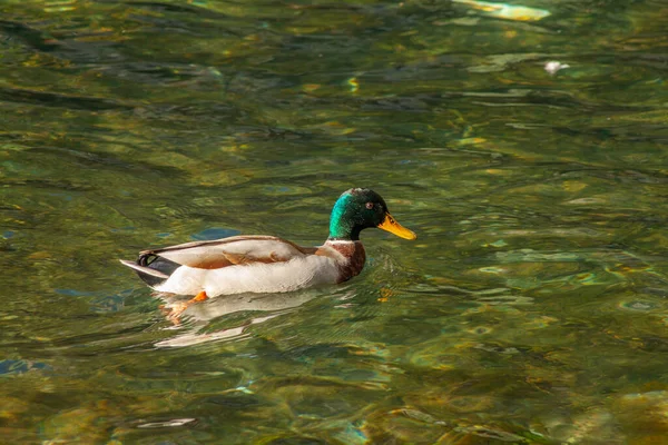 Tiro Perto Pato Nadando Lagoa — Fotografia de Stock