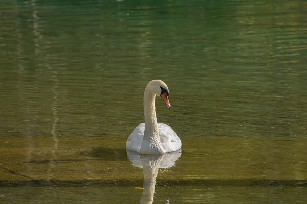 Cisne Mudo Flutuando Lago Dia Ensolarado — Fotografia de Stock