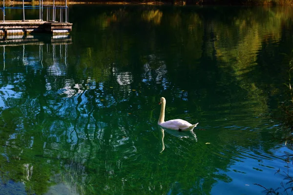 Cigno Muto Galleggiante Lago Con Riflesso Alberi Verdi — Foto Stock