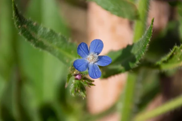 Disparo Una Flor Azul — Foto de Stock