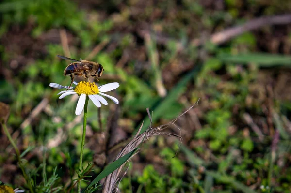 Egy Méhecske Áll Egy Kamillavirágon Homályos Háttérrel — Stock Fotó